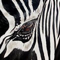 Zebra Eye
